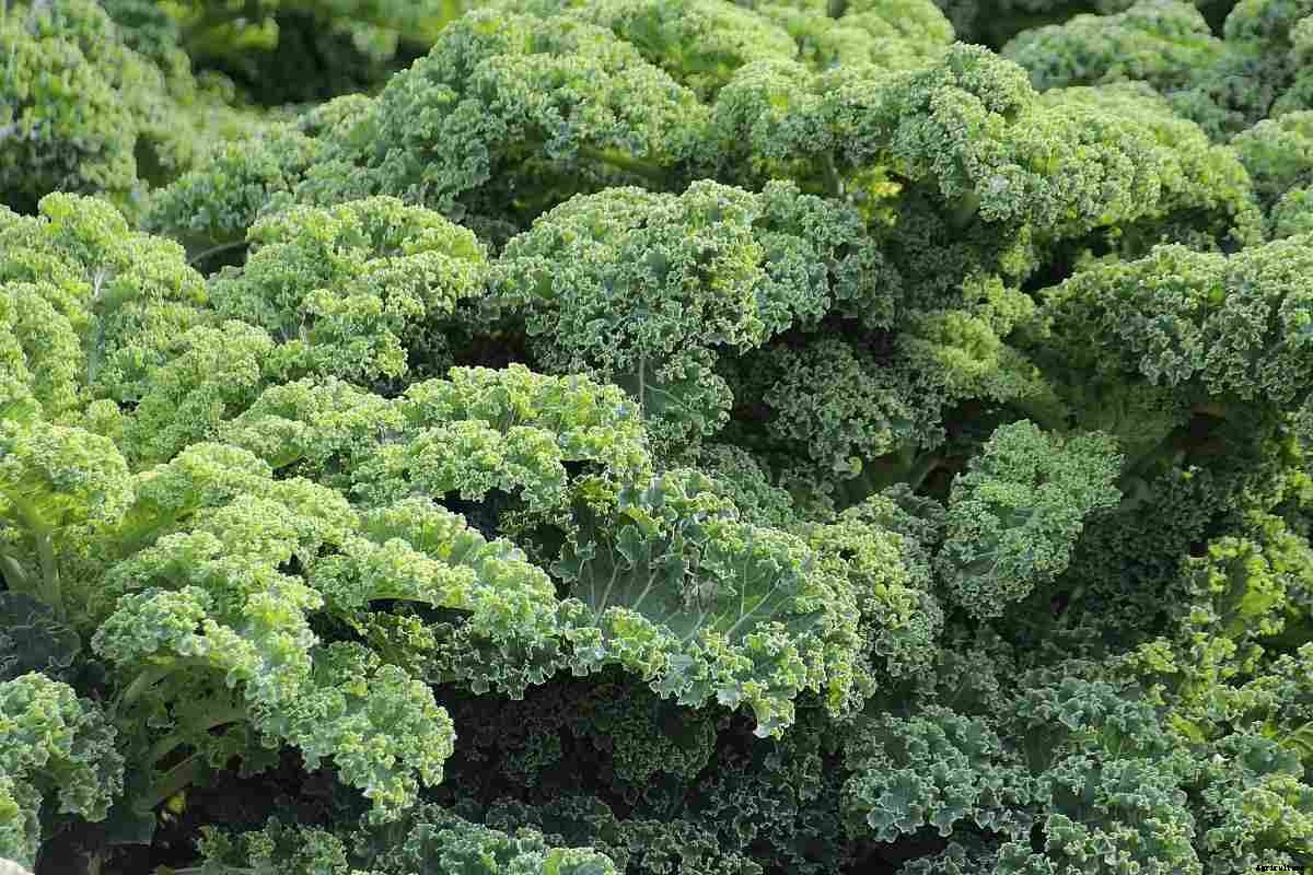 Growing Organic Kale – Tips, Ideas, Secrets