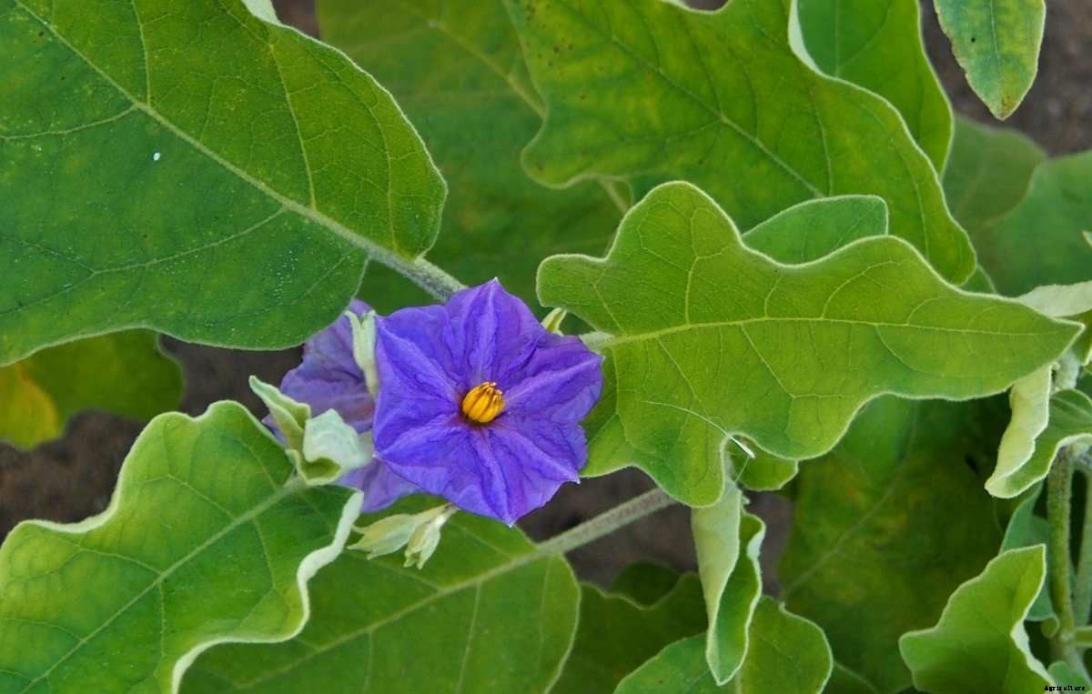 Growing Eggplant from Seeds – At Home