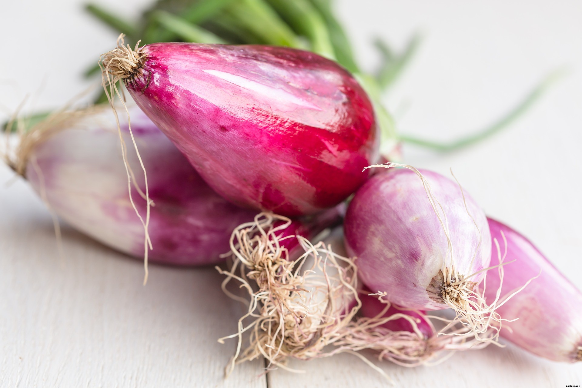 Hydroponic Onion Farming – Growing Guide