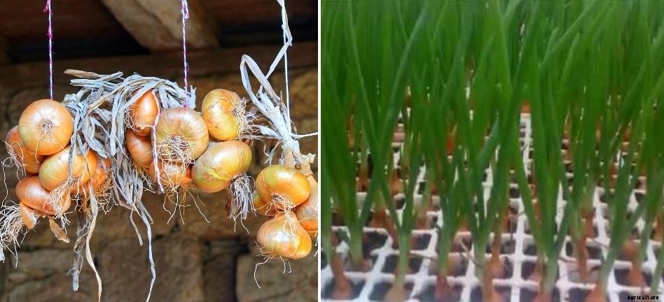 Hydroponic Onion Farming – Growing Guide