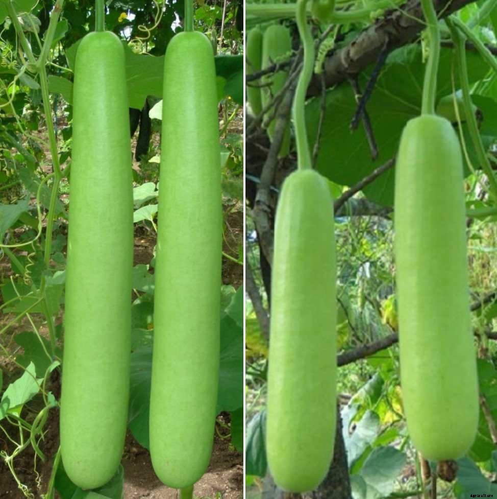 Growing Organic Bottle Gourd – A Planting Guide