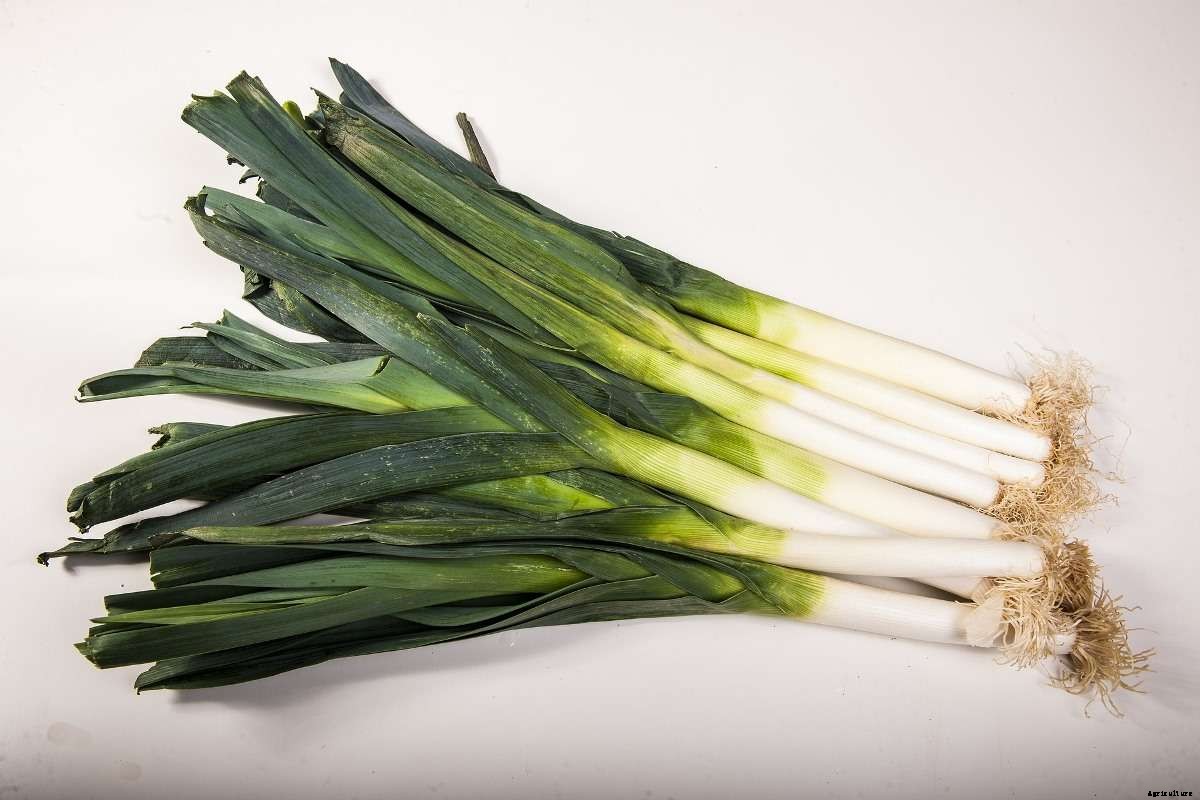Growing Leeks Hydroponically – Nutrients, pH, and EC