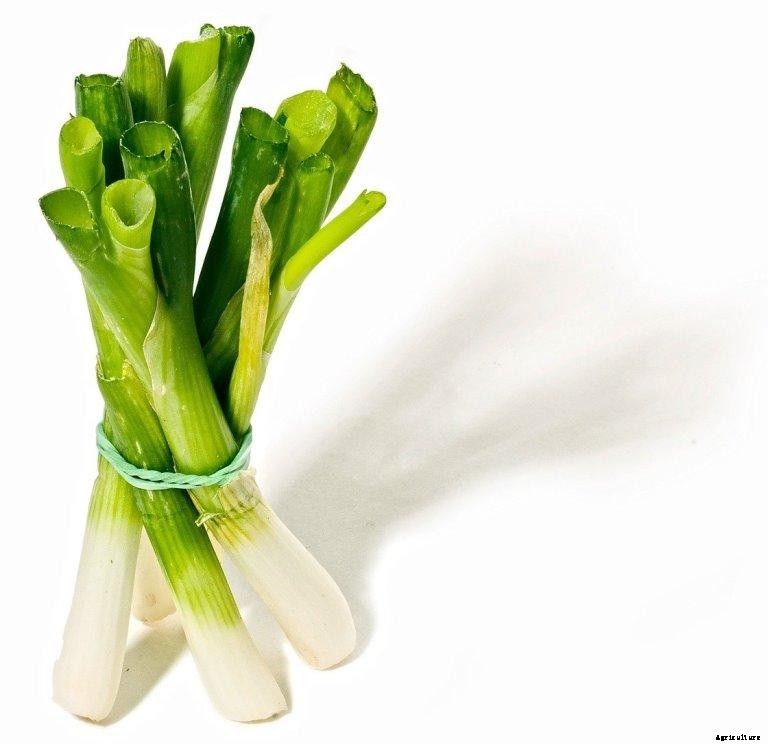 Growing Leeks Hydroponically – Nutrients, pH, and EC