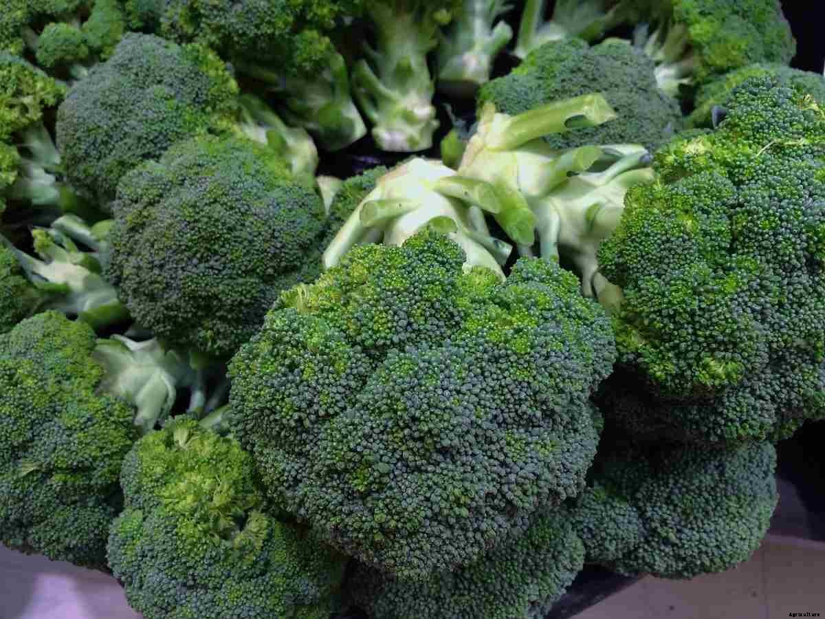 Growing Broccoli in Greenhouse – Planting, Farming