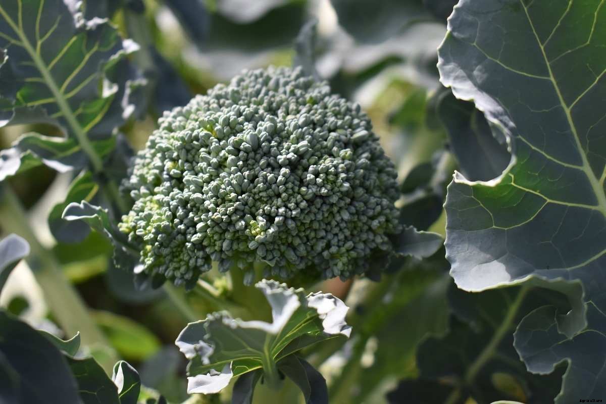 Growing Broccoli in Greenhouse – Planting, Farming