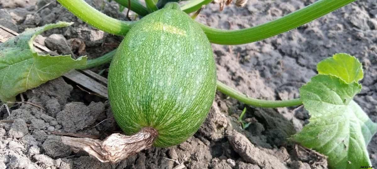 Growing Organic Squash – Farming, Planting Guide