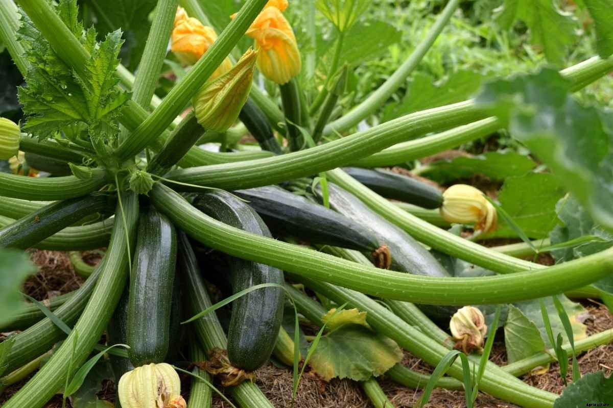 Growing Organic Squash – Farming, Planting Guide