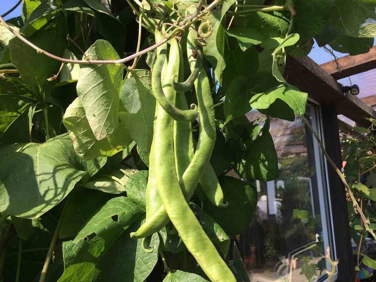 Hydroponic Beans Farming – Yield, pH, Nutrients