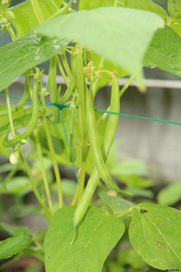 Growing Beans At Home – A Full Planting Guide