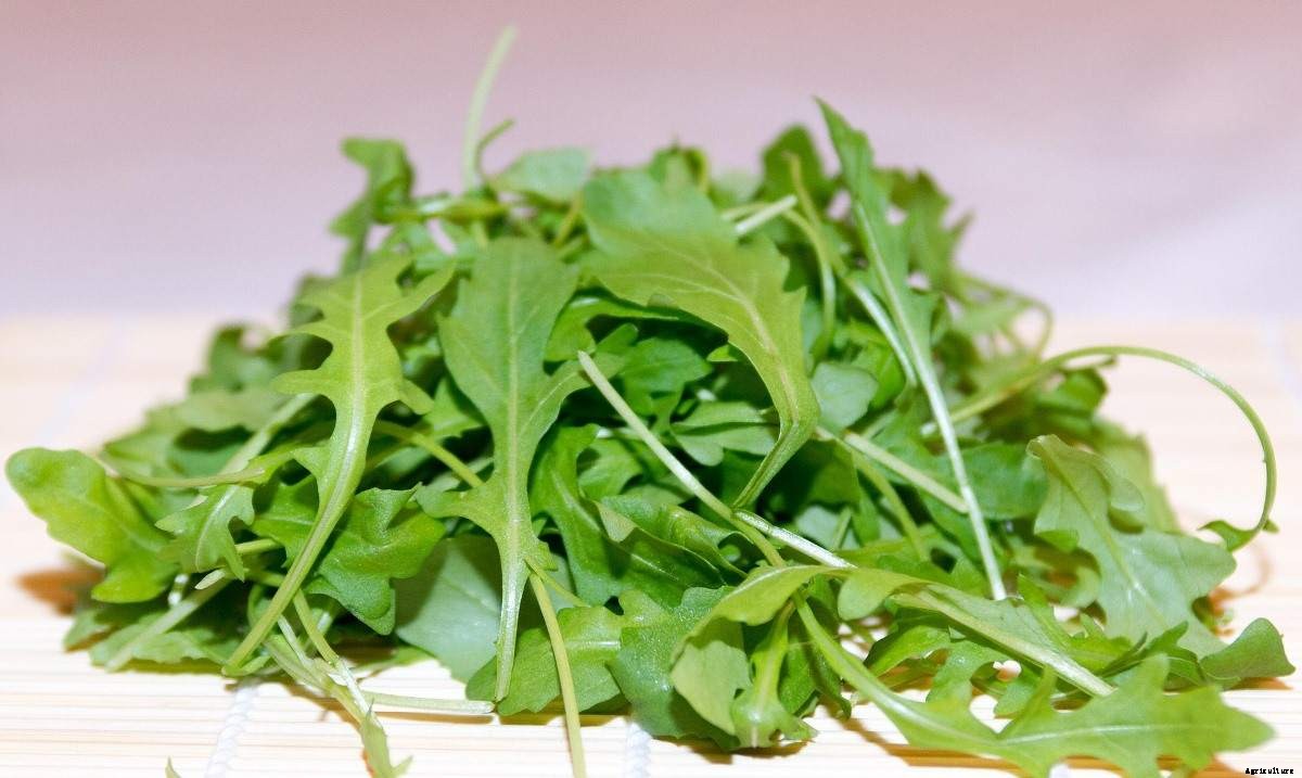 Growing Arugula Hydroponically -Yield, pH, Nutrient