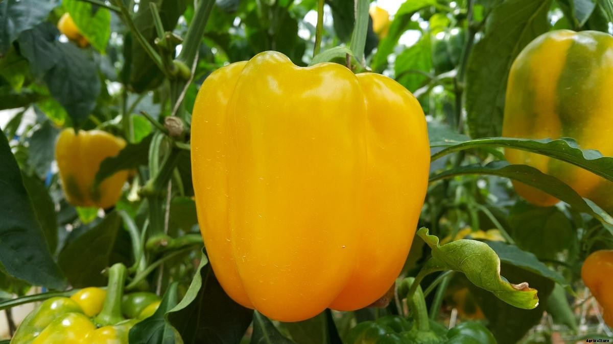 Organic Capsicum Farming – Bell Pepper Cultivation