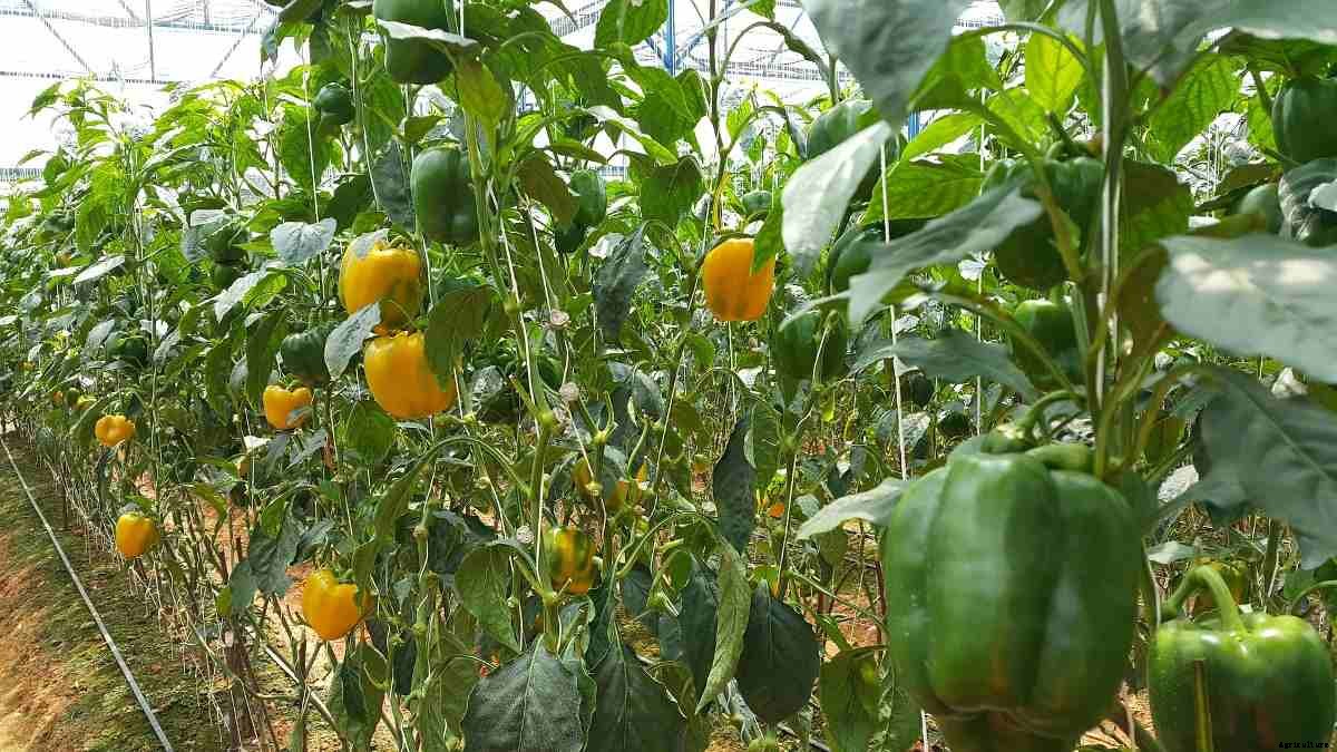 Organic Capsicum Farming – Bell Pepper Cultivation
