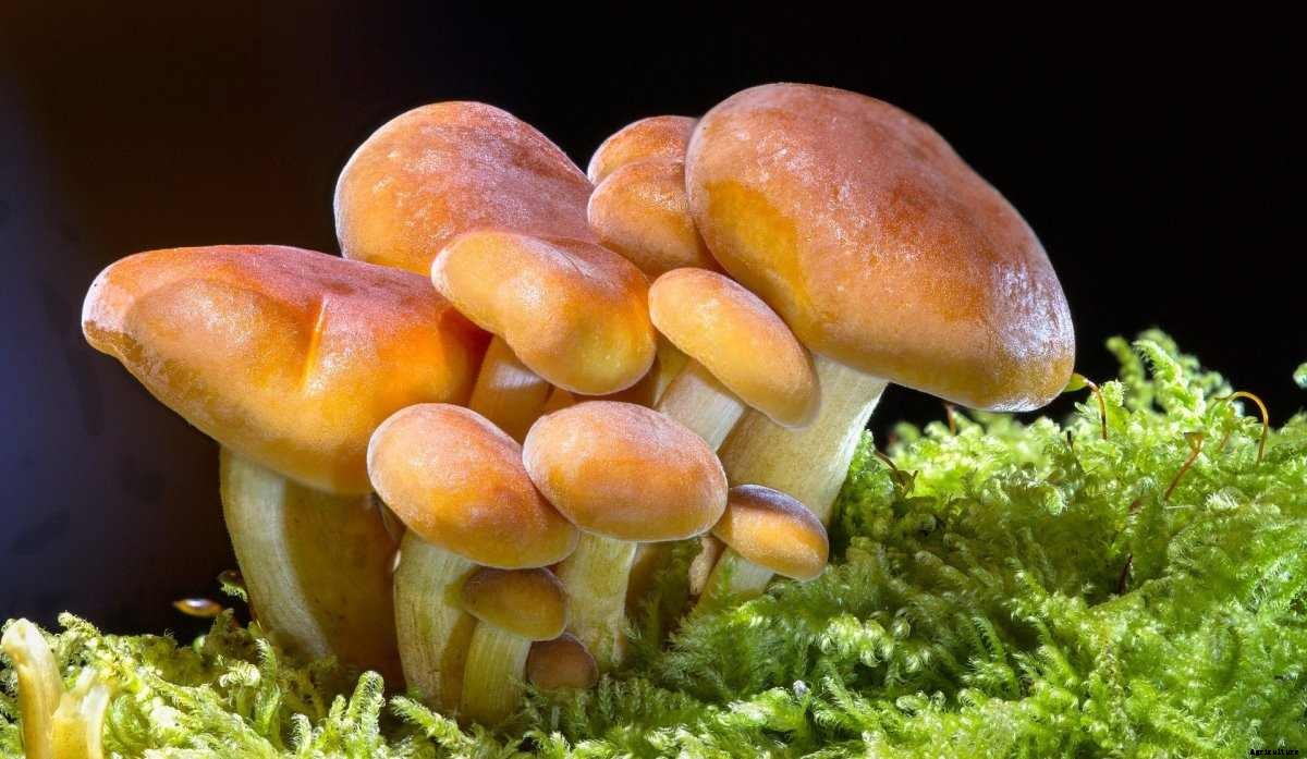 Hydroponic Mushroom Farming – Production, Cultivation