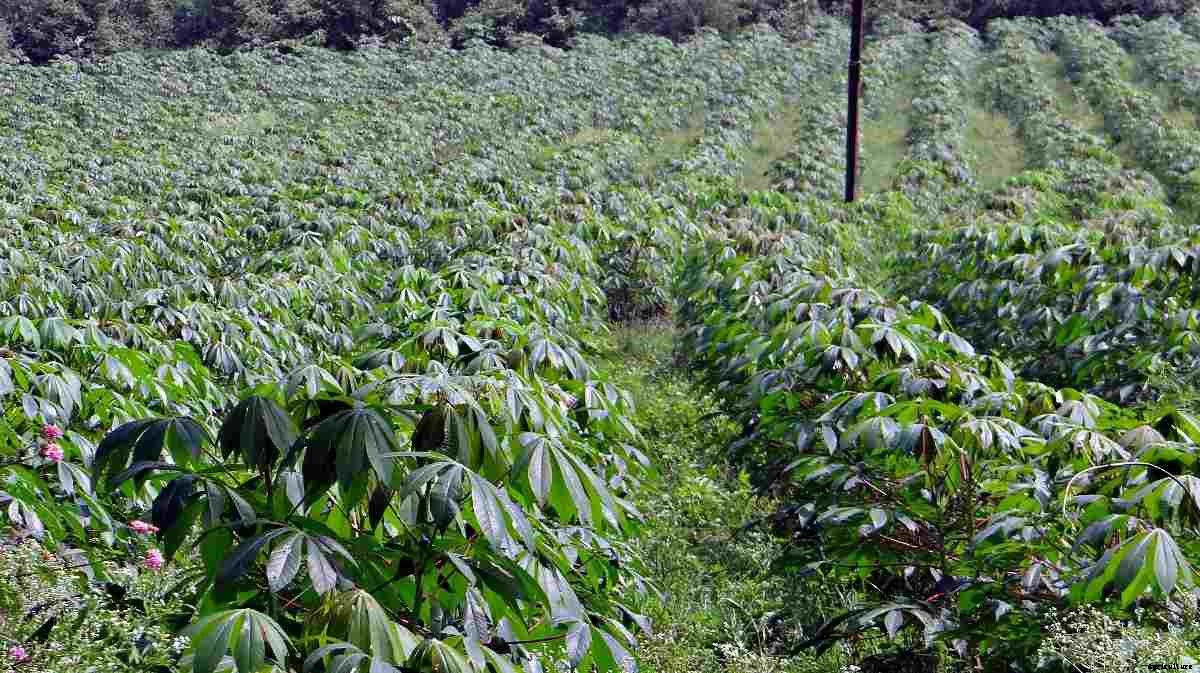 Organic Cassava Farming, And Production Practices