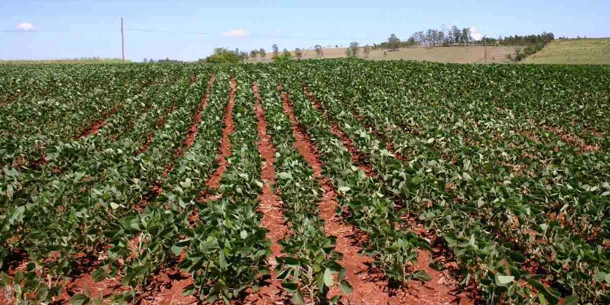 Organic French Beans Farming, And Production Practices