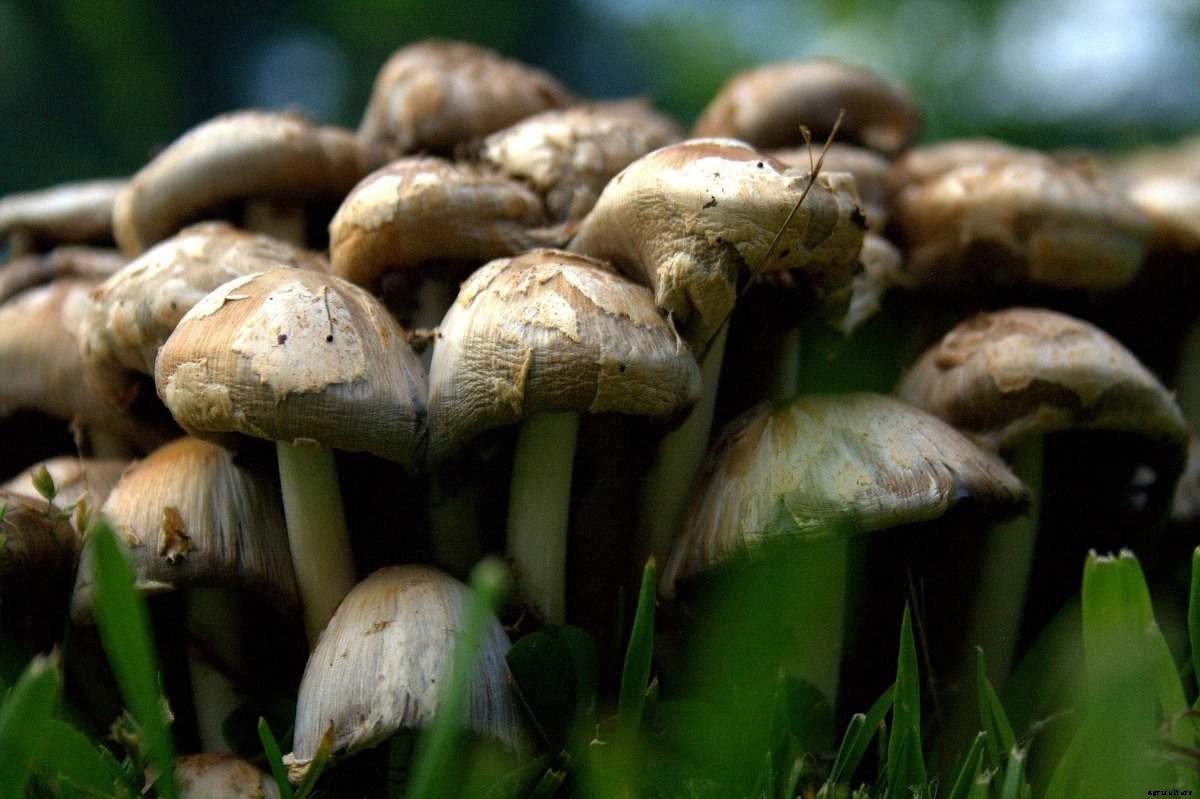 Organic Mushroom Farming, Cultivation Practices