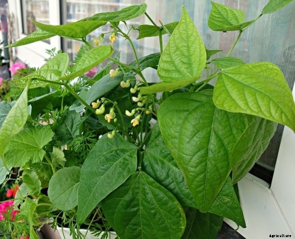 Balcony Vegetable Gardening Ideas; Tips; Techniques