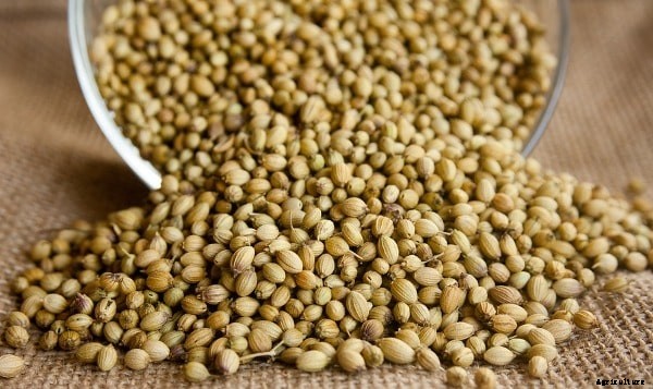 How To Grow Coriander On Terrace (Dhaniya)