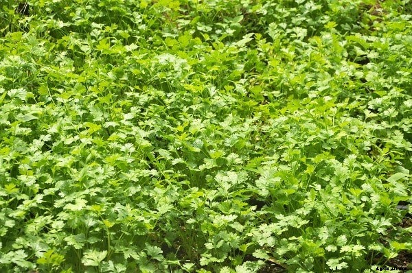 How To Grow Coriander On Terrace (Dhaniya)