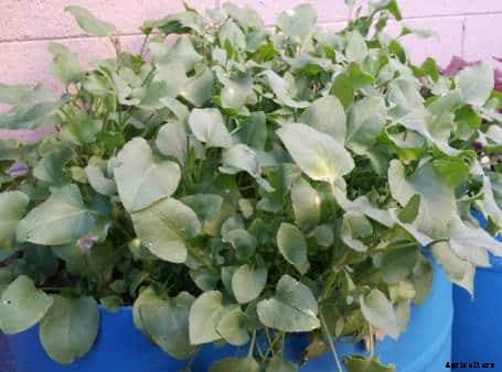 Sorrel Leaves Farming Information Guide