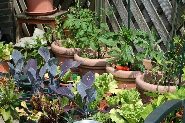 Kitchen Garden Tips, Ideas, Benefits, Design