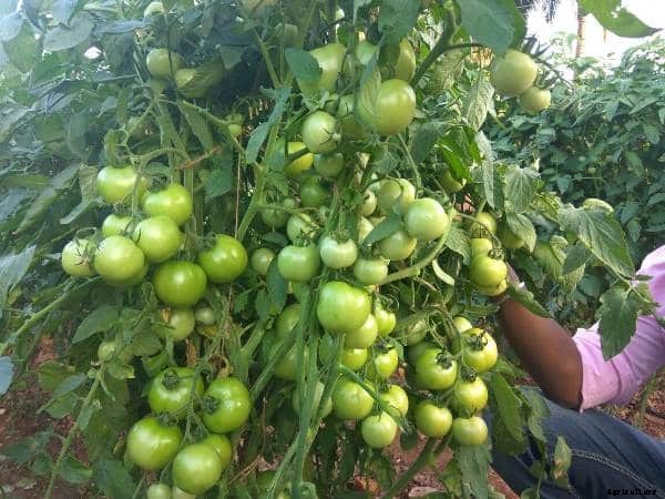Tomato Farming Project Report, Cultivation Economics