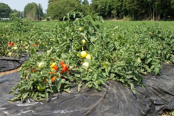 Tomato Farming Project Report, Cultivation Economics