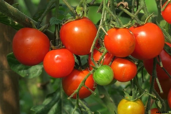 Tomato Farming Project Report, Cultivation Economics