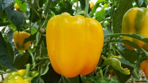 Greenhouse Capsicum Cultivation Project Report