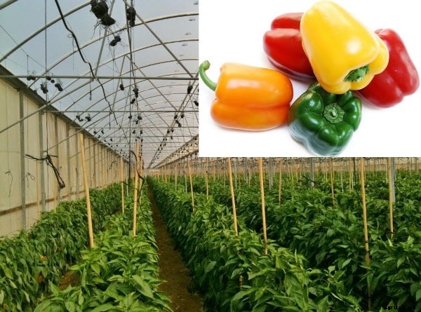 Greenhouse Capsicum Cultivation Project Report