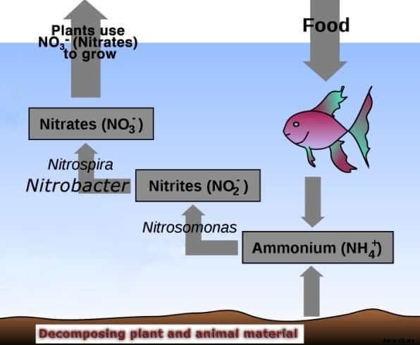 Aquaponics Faq, System Information For Beginners