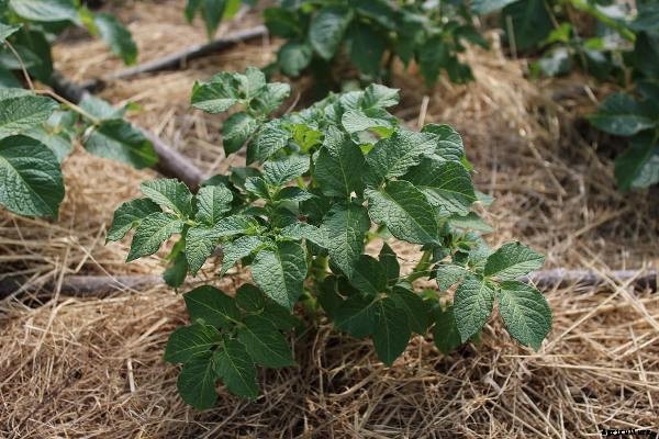 Types Of Mulching, Advantages of Mulching In Farming