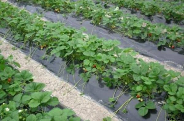 Types Of Mulching, Advantages of Mulching In Farming