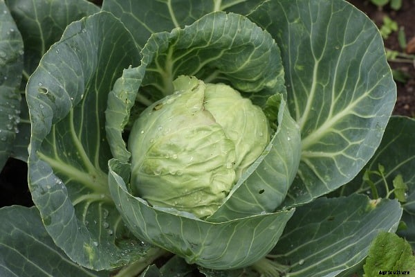 Growing Cabbage In Pots, Containers, Backyards