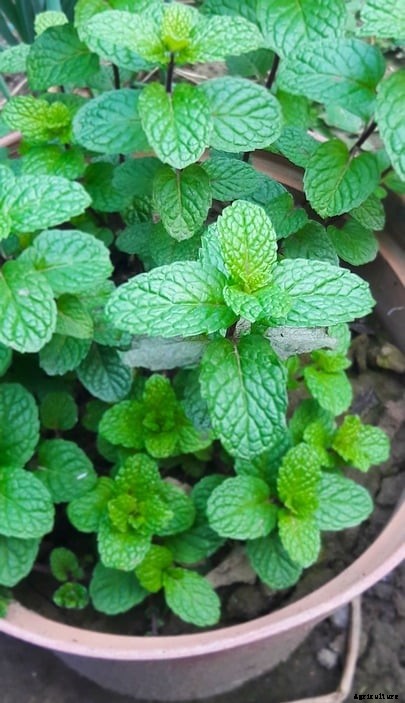 Growing Pudina In Pots, Mint Planting In Containers