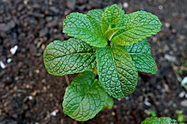Growing Pudina In Pots, Mint Planting In Containers