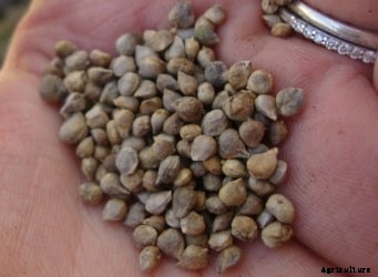 Growing Spinach In Containers, Pots, Indoors, Backyards