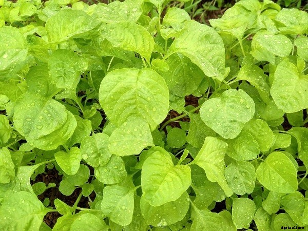 Growing Spinach In Containers, Pots, Indoors, Backyards