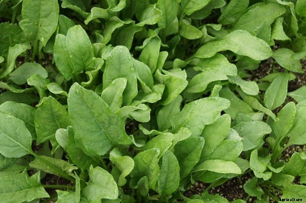 Growing Spinach In Containers, Pots, Indoors, Backyards