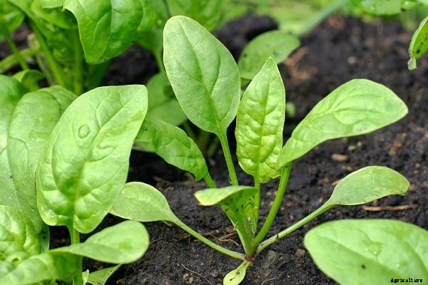 Growing Spinach In Containers, Pots, Indoors, Backyards