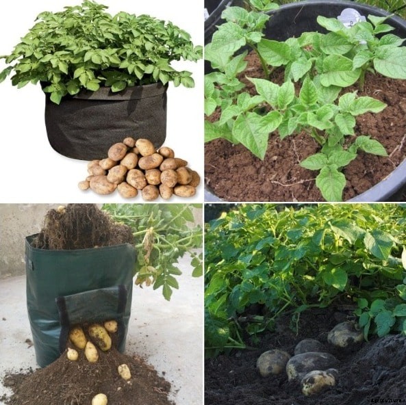 Growing Potatoes In Containers, Indoors and Backyards