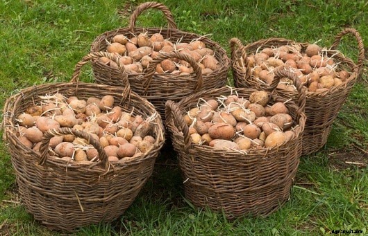 Growing Potatoes In Containers, Indoors and Backyards