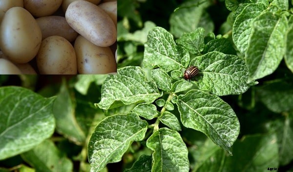 Growing Potatoes In Containers, Indoors and Backyards