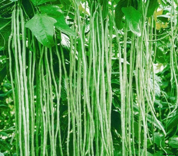 Yard Long Beans Farming, Cultivation Practices