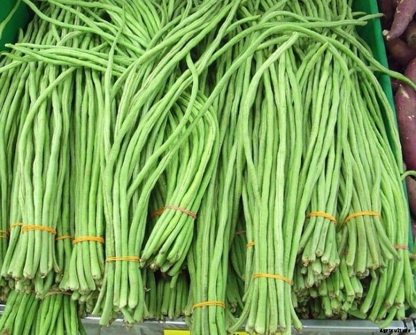 Yard Long Beans Farming, Cultivation Practices