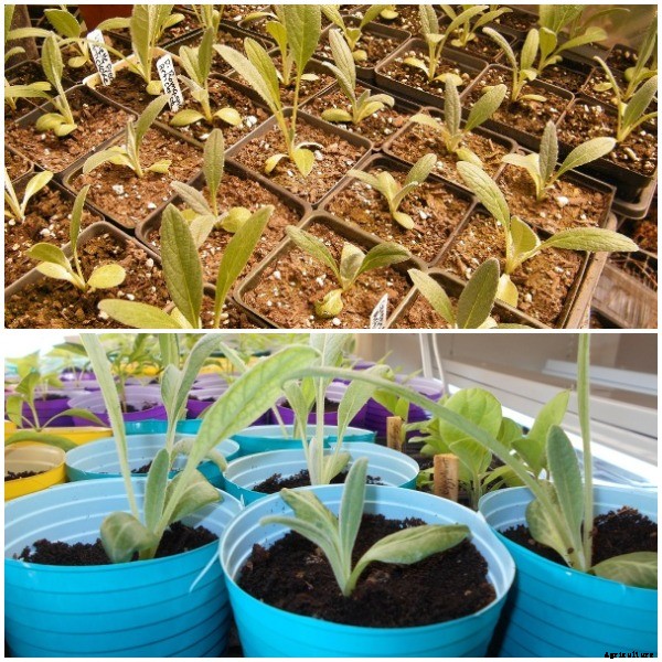 Growing Artichokes In Containers, Pots Information