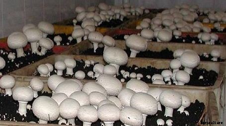 Growing Mushrooms In Containers, Pots, and Indoors