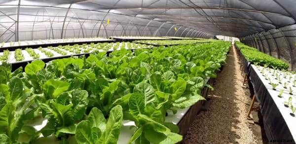 Hydroponic Greenhouse Gardening Systems