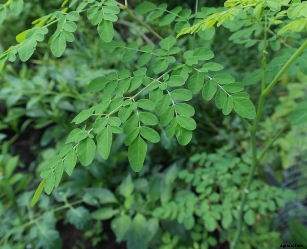 Drumstick Farming Project Report (Moringa), Cost and Profit