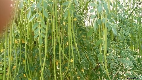Drumstick Farming Project Report (Moringa), Cost and Profit